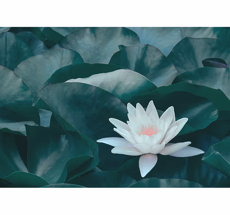 Kitchen blind zen white lotus flower - TenStickers