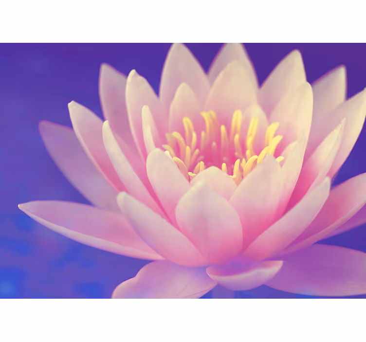 Kitchen blind pink lotus flower - TenStickers