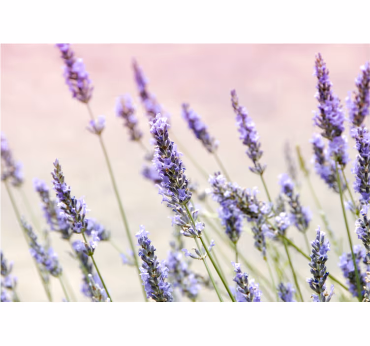 Kitchen blind a bunch of purple flowers - TenStickers