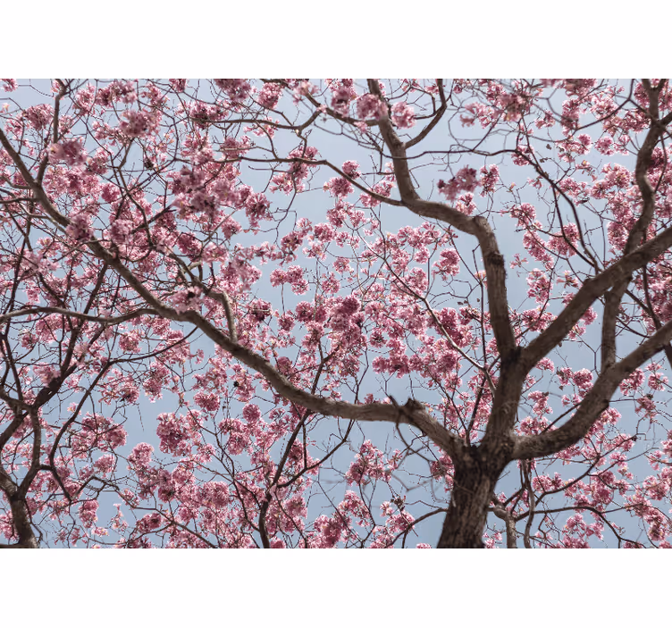 Kitchen blind with beautiful pink cherry blossoms - TenStickers