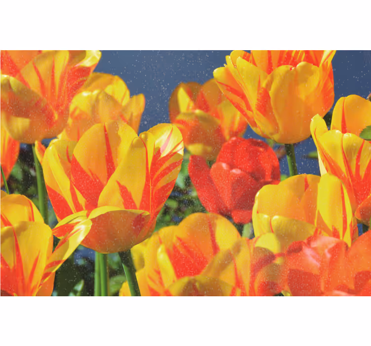 Living room blind red and yellow tulips - TenStickers