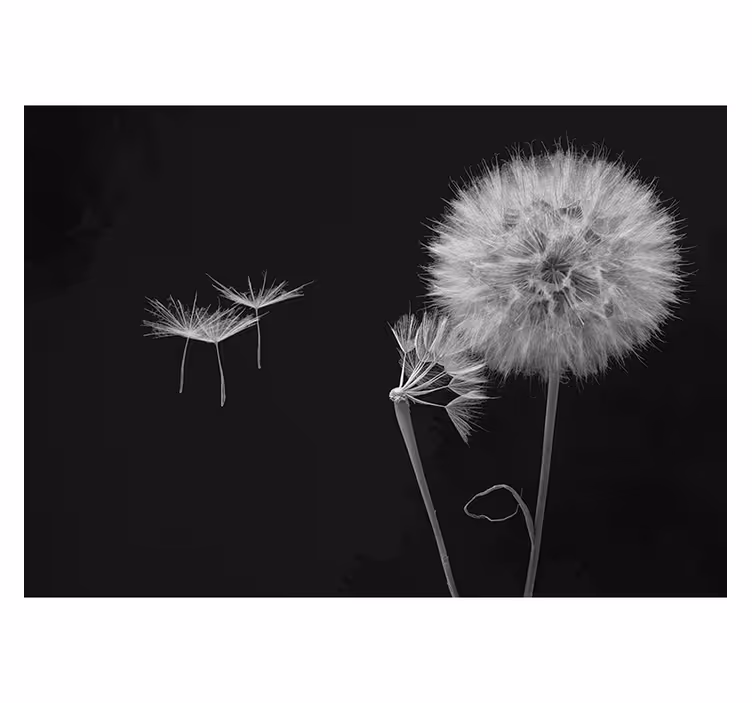 Black blind wall mural of dandelion head with seeds - TenStickers