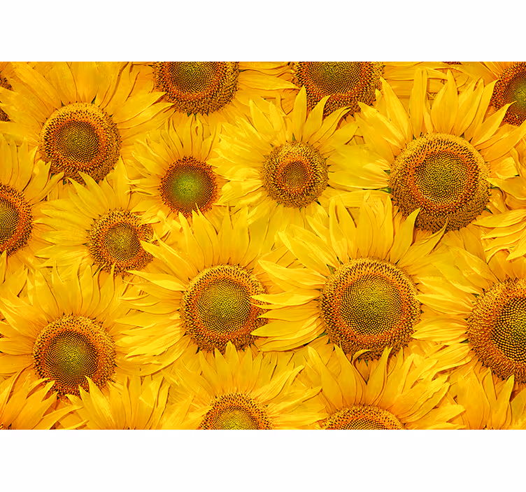 Yellow blind with sunflowers design - TenStickers