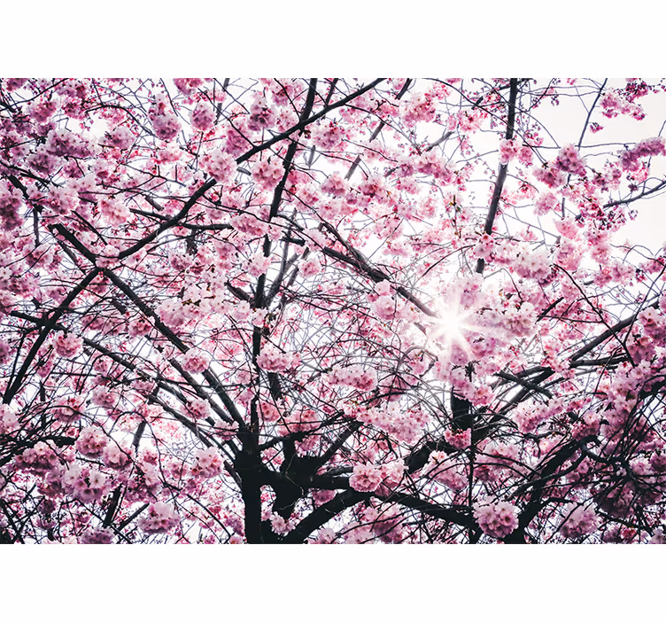 Pink blind cherry blossom design - TenStickers