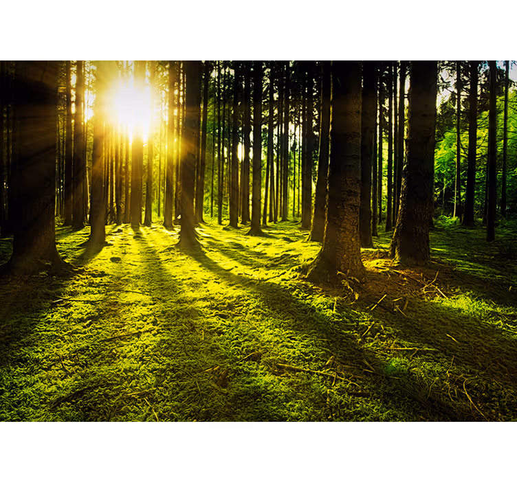 Green blind sunlit forest - TenStickers