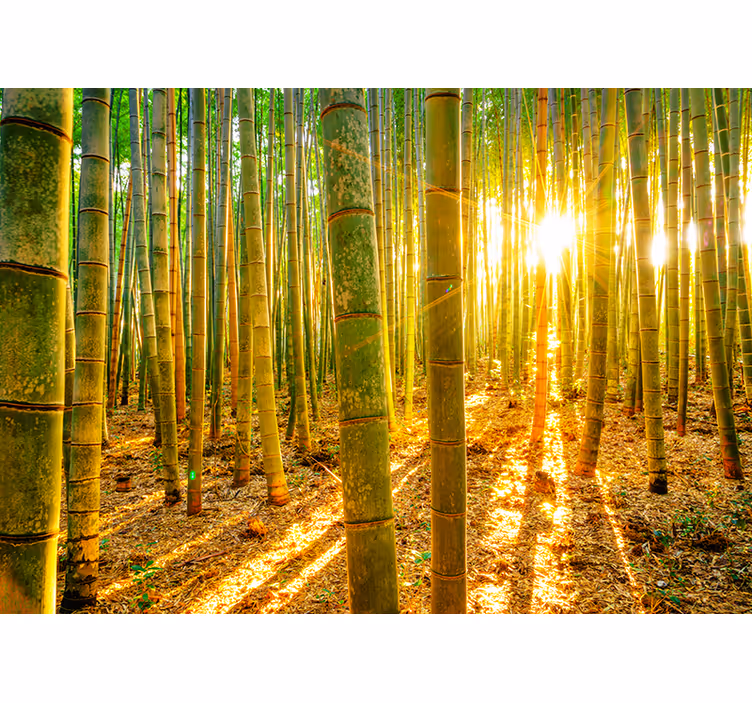 Green blind sun and bamboo - TenStickers