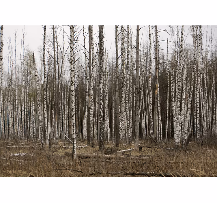 Living room blind gray birch forest design - TenStickers