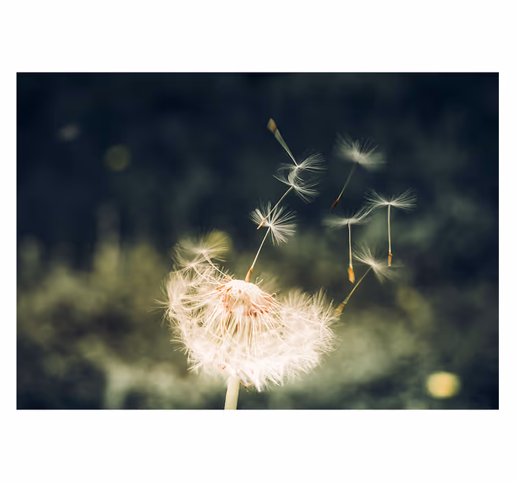 Living room blind dandelion seeds in the sunlight - TenStickers