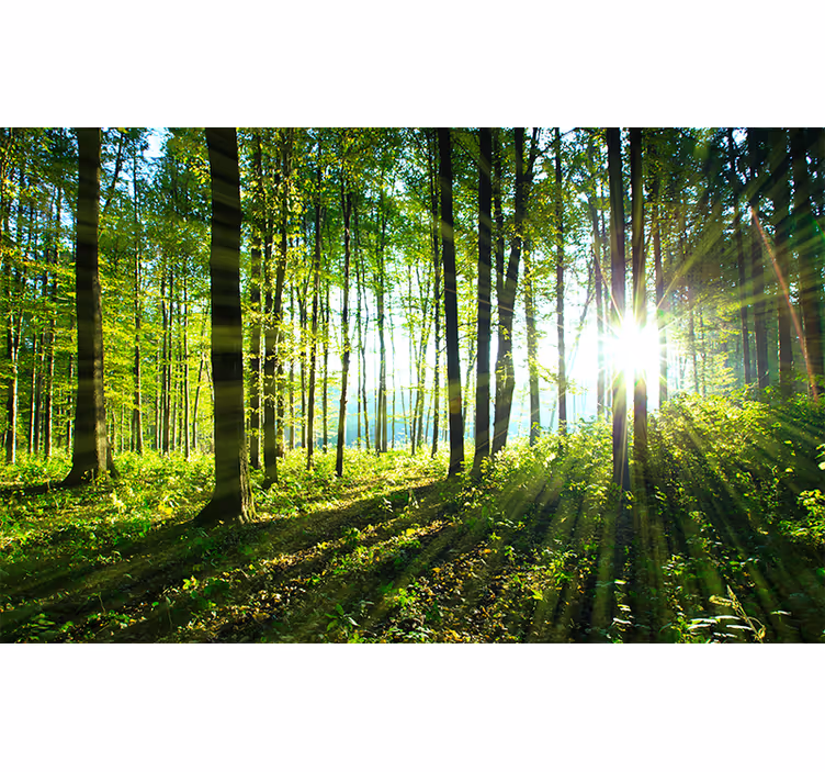 Living room blind forest landscape wall mural - TenStickers