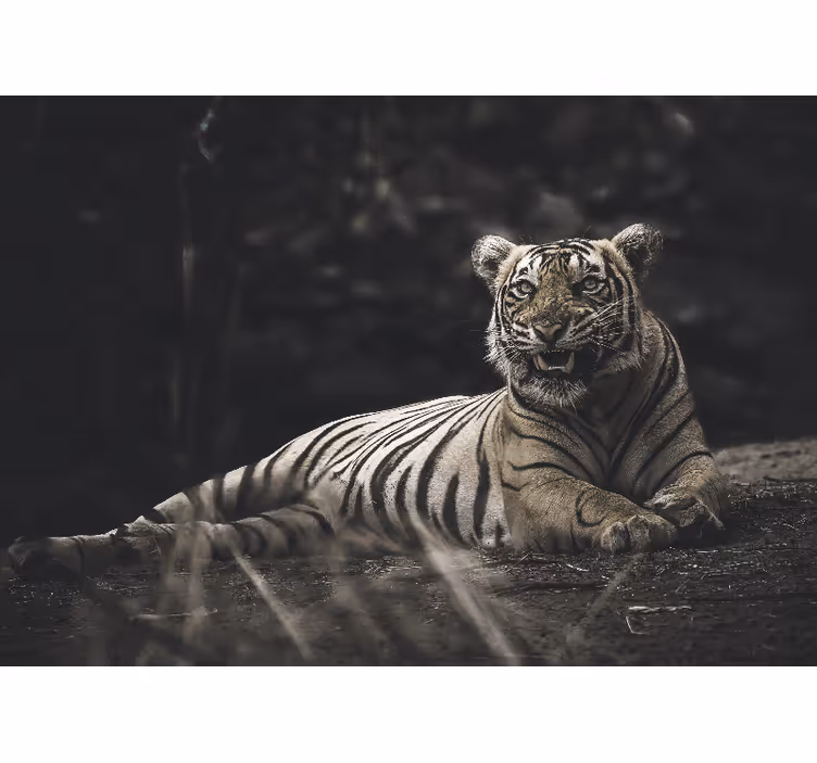 Living room blind tiger resting - TenStickers
