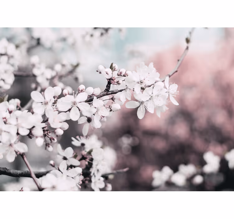 Living room blind in elegant feminine white cherry blossoms - TenStickers