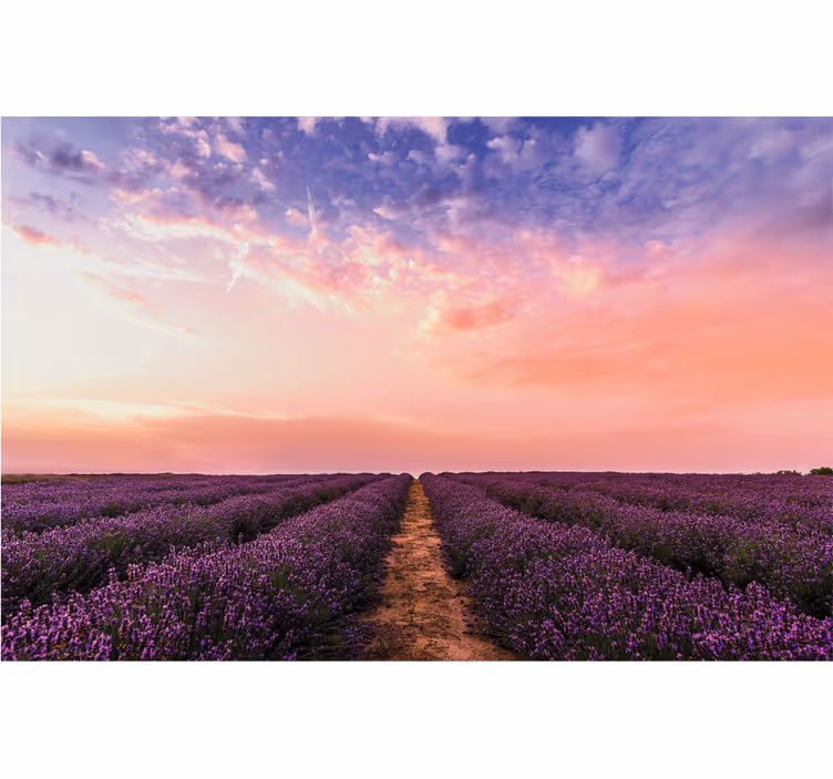 Living room blind lavender flowers in france - TenStickers