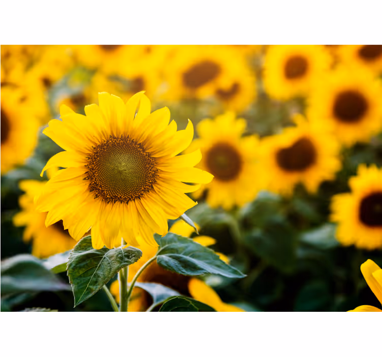 Living room blind sunflower field close up - TenStickers
