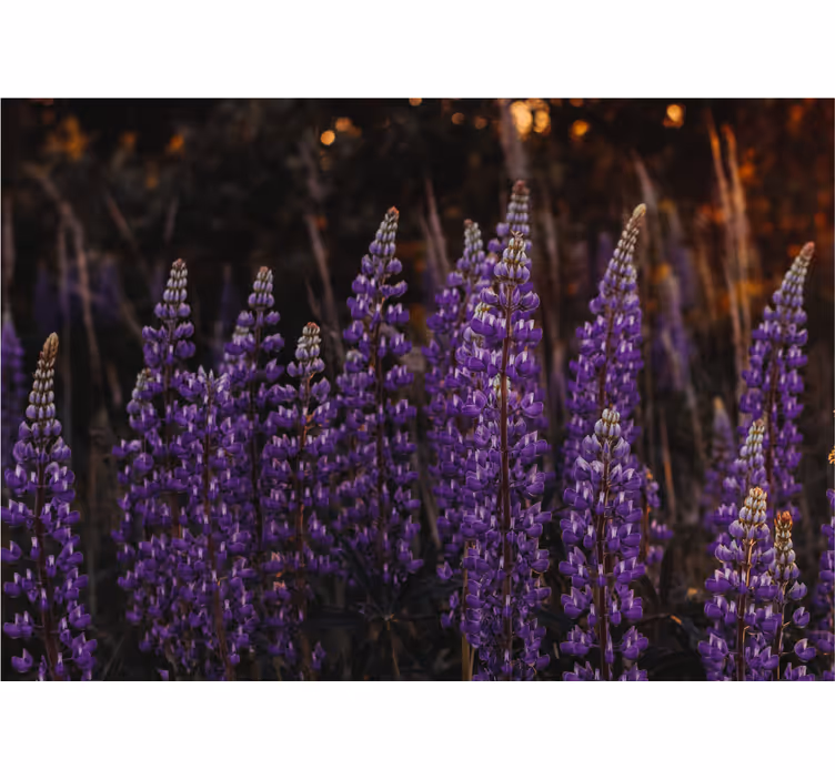 Living room blind forest rejuvenated by violet flowers - TenStickers