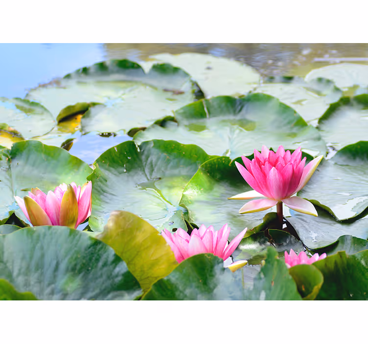 Living room blind lined with lotus flowers - TenStickers