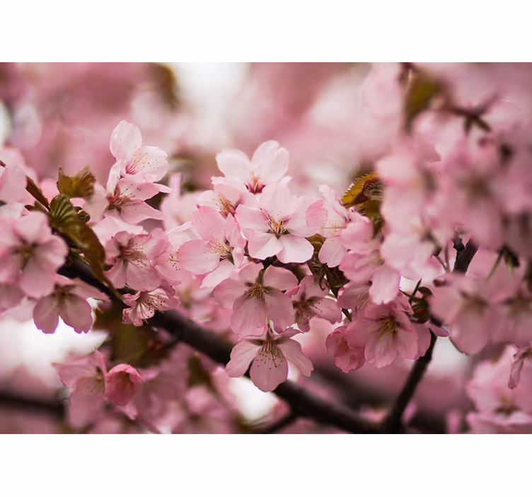 Living room blind in pink cherry blossom - TenStickers