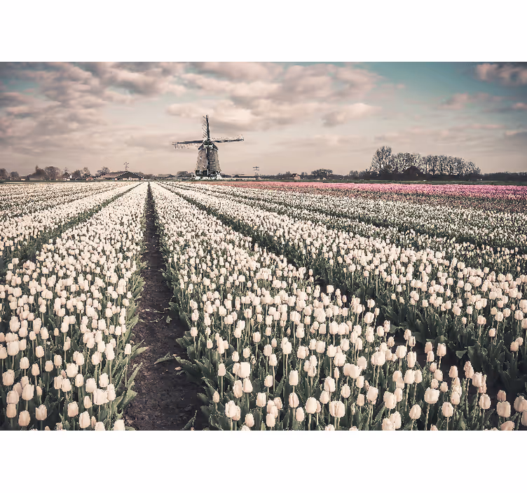 Tulip field windmill living room blind - TenStickers