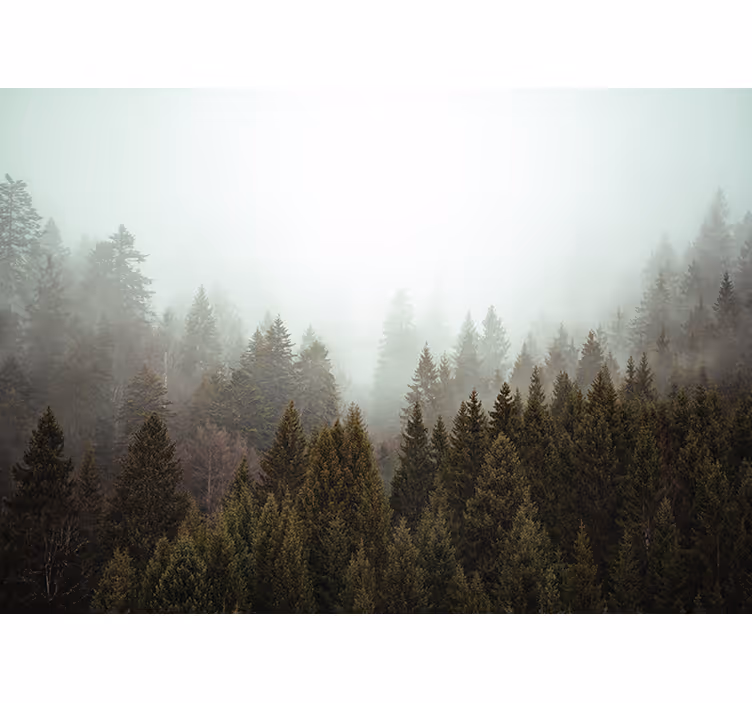 Living room blind foggy forest from above - TenStickers