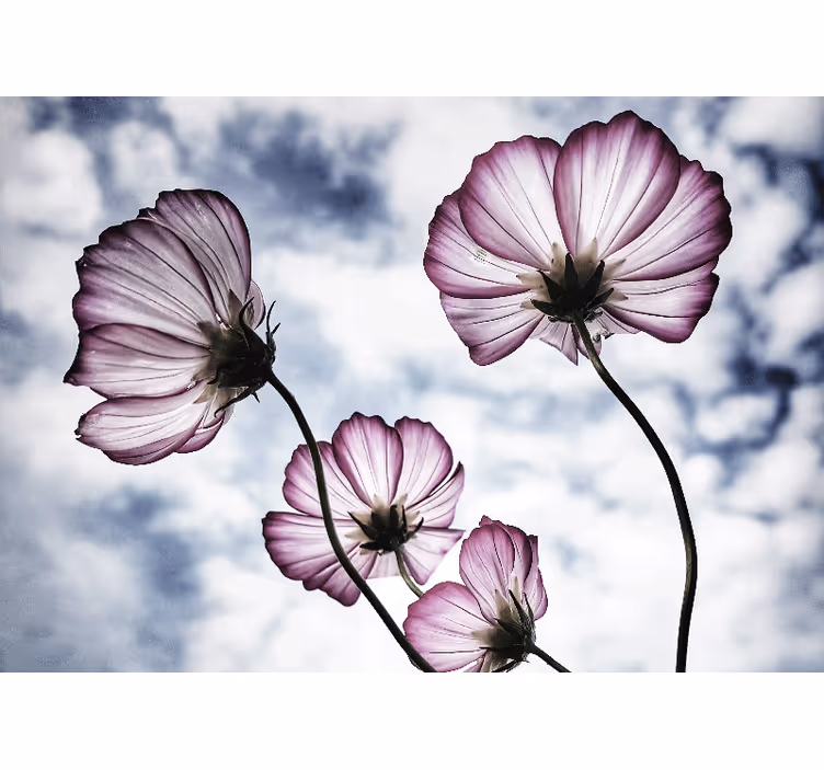 Living room blind elegant purple cosmos flower design - TenStickers