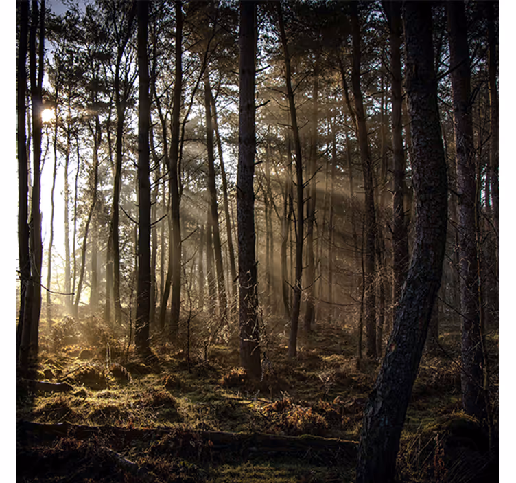 Living room blind nature sunrise in the forest - TenStickers