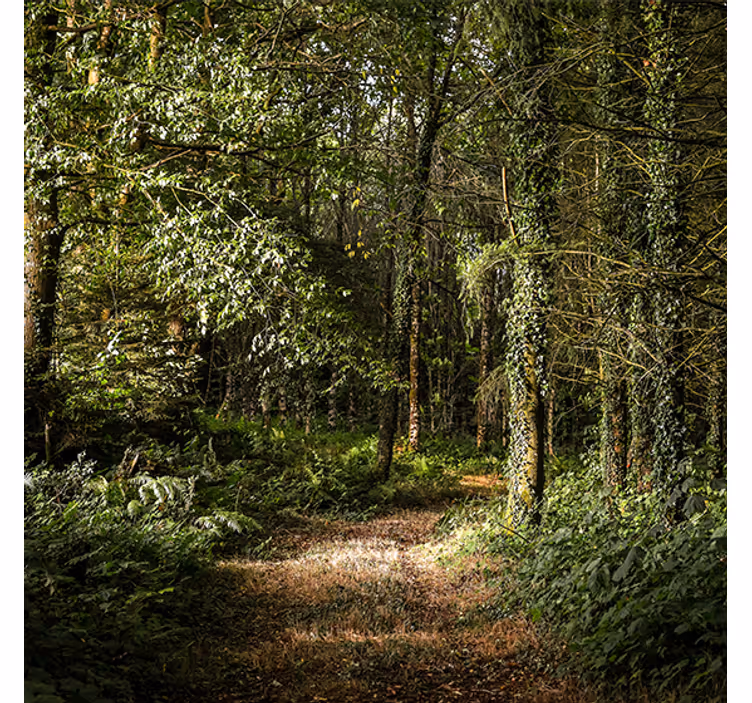 Living room blind nature leafy path in the forest - TenStickers
