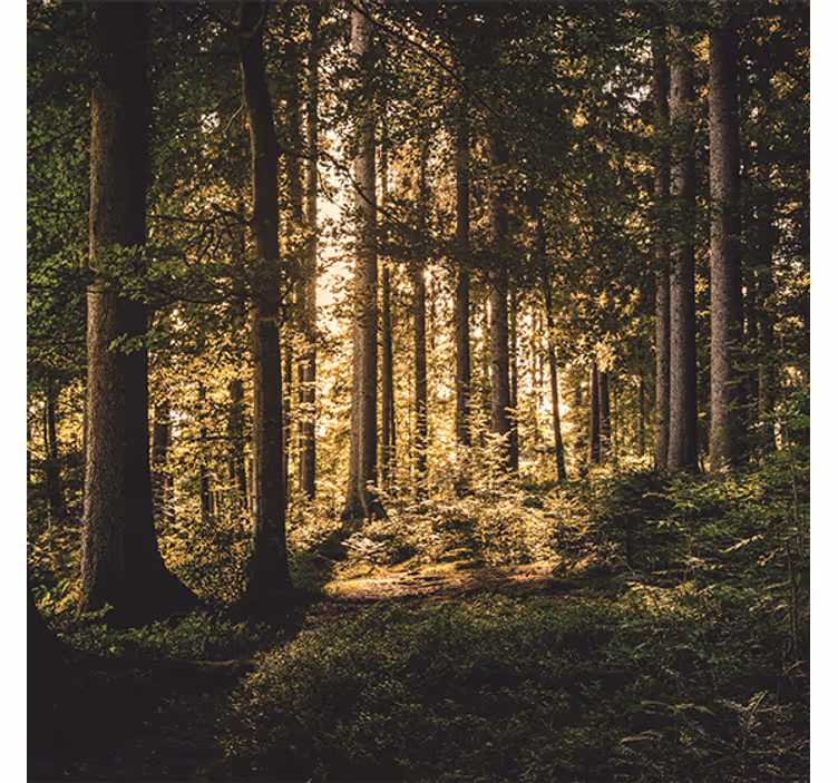 Nature midday forest living room blind - TenStickers