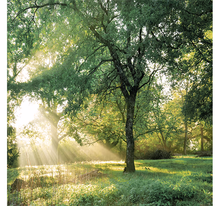 Living room blind in nature green morning forest - TenStickers