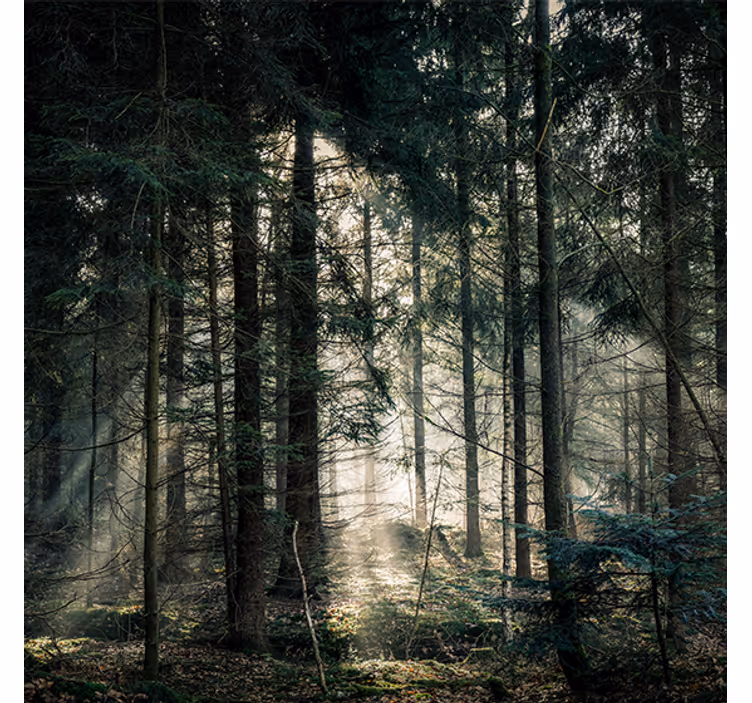 Living room blind nature forest dark tones day - TenStickers