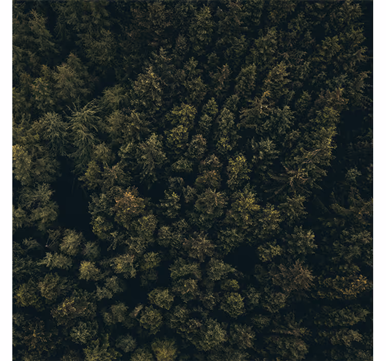 Living room blind nature aerial view of pines - TenStickers