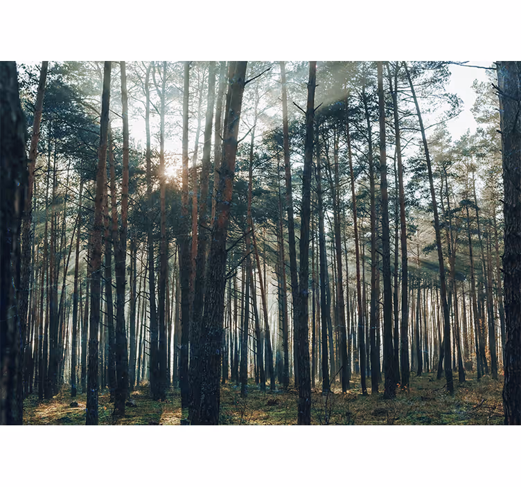 Living room blind with beautiful pinewood forest design - TenStickers
