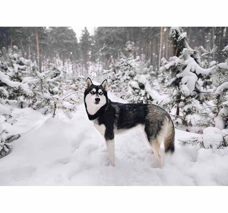 White blind winter forest with husky dog - TenStickers