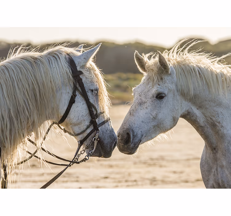 White blind two white horses - TenStickers
