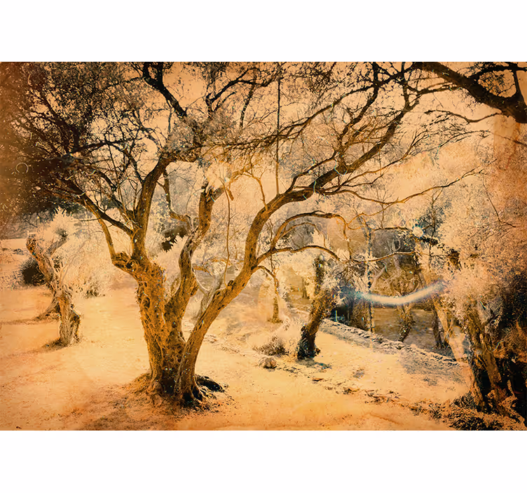 Beige blind in an idyllic and beautiful olive grove - TenStickers