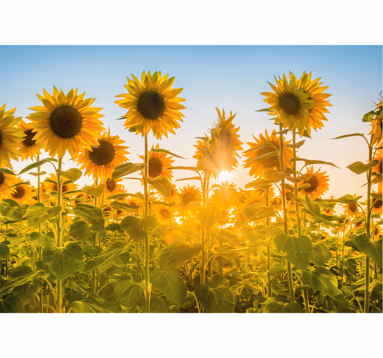 Bedroom blind sunflower field at sunrise - TenStickers