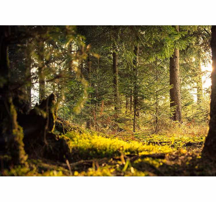 Green forest bedroom blind - TenStickers