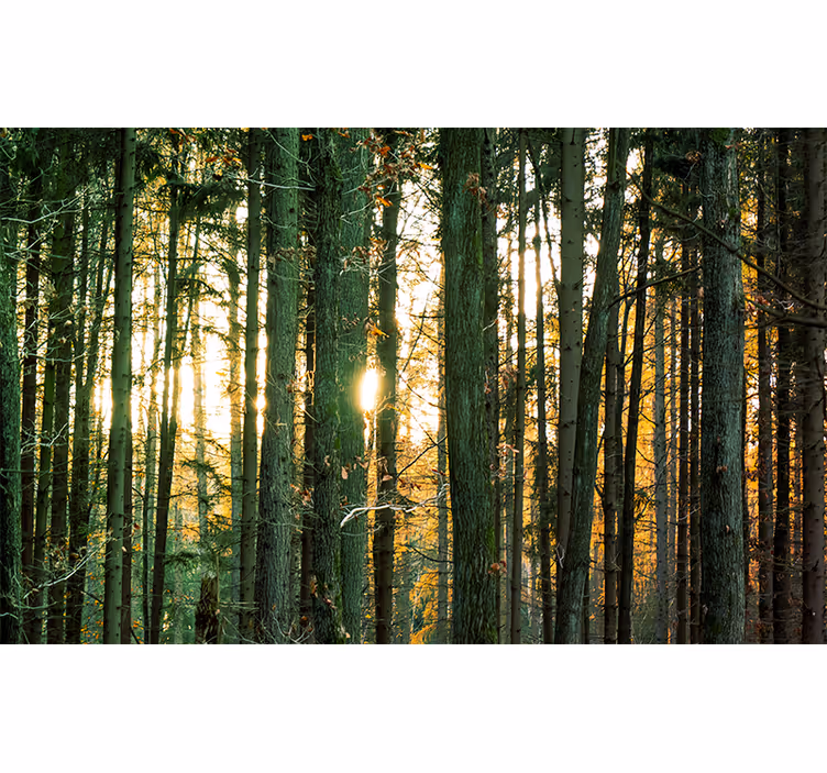 Bedroom blind polish forest birches with trunks - TenStickers