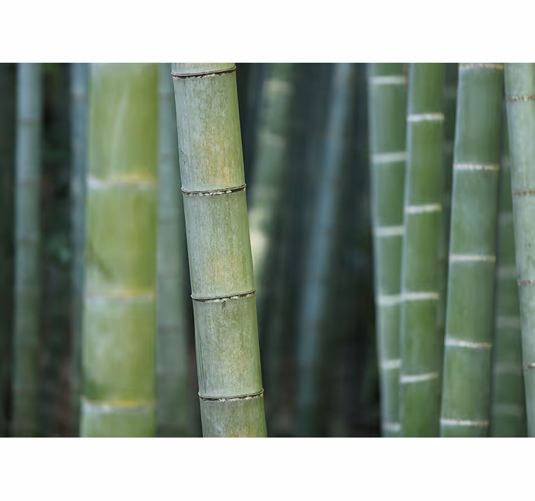 Bedroom blind forest bamboo canes - TenStickers