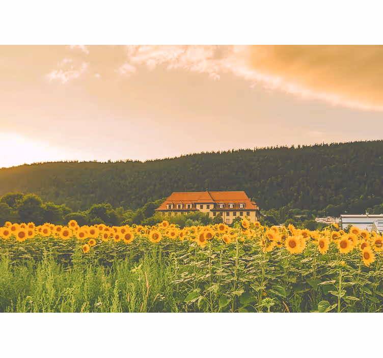 Bedroom blind in a beautiful field of yellow flowers - TenStickers