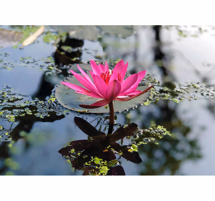 Bedroom blind with beautiful lotus flower water - TenStickers