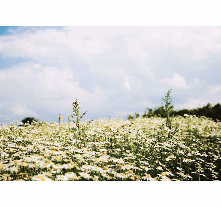 Bedroom blind peaceful meadow of daisies - TenStickers