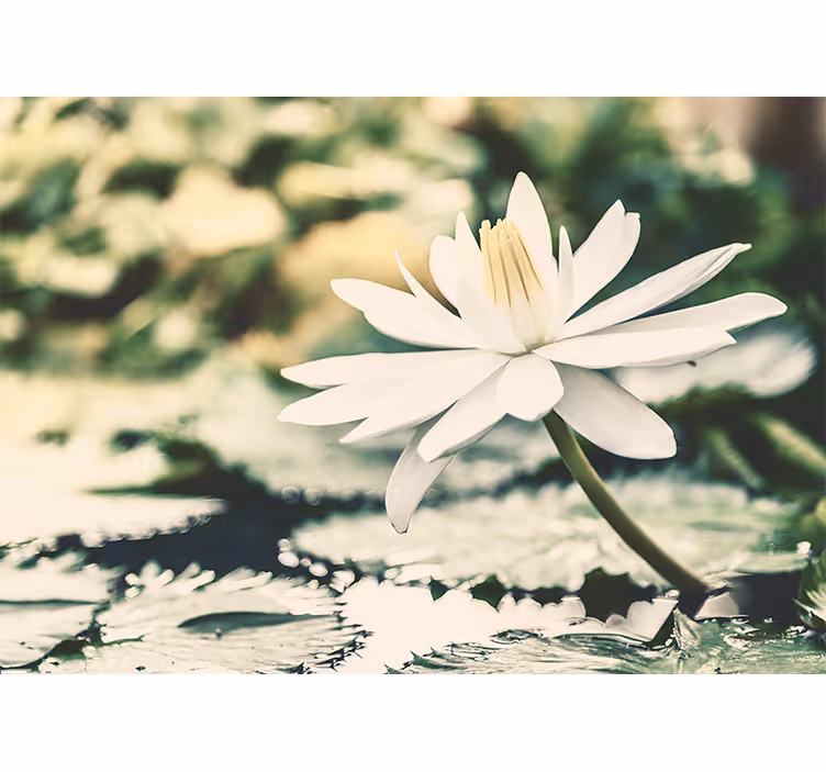 Bedroom blind white lotus on lake - TenStickers