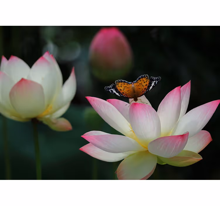 Bright loto flower with butterflies bedroom blind - TenStickers