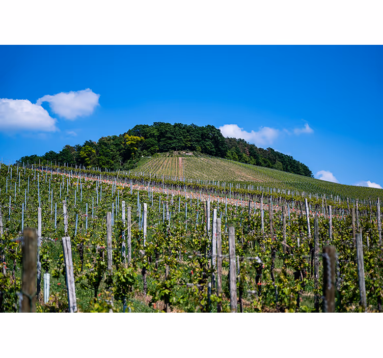 Wine meadow bedroom blind - TenStickers