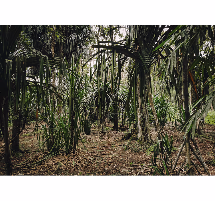 Tropical forest depths bedroom blind - TenStickers