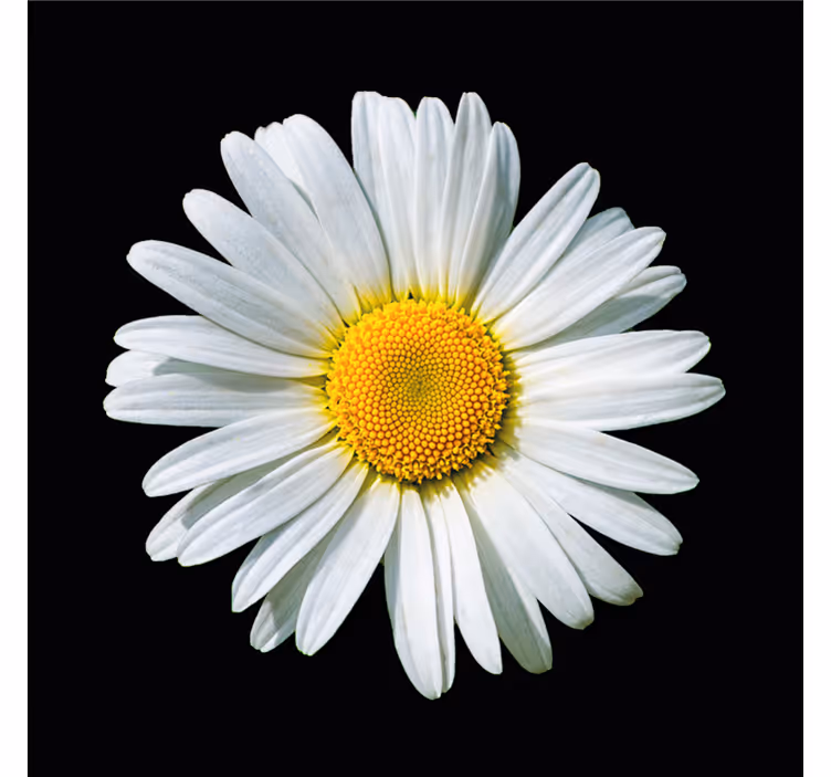 Bedroom blind black and white daisy flower - TenStickers
