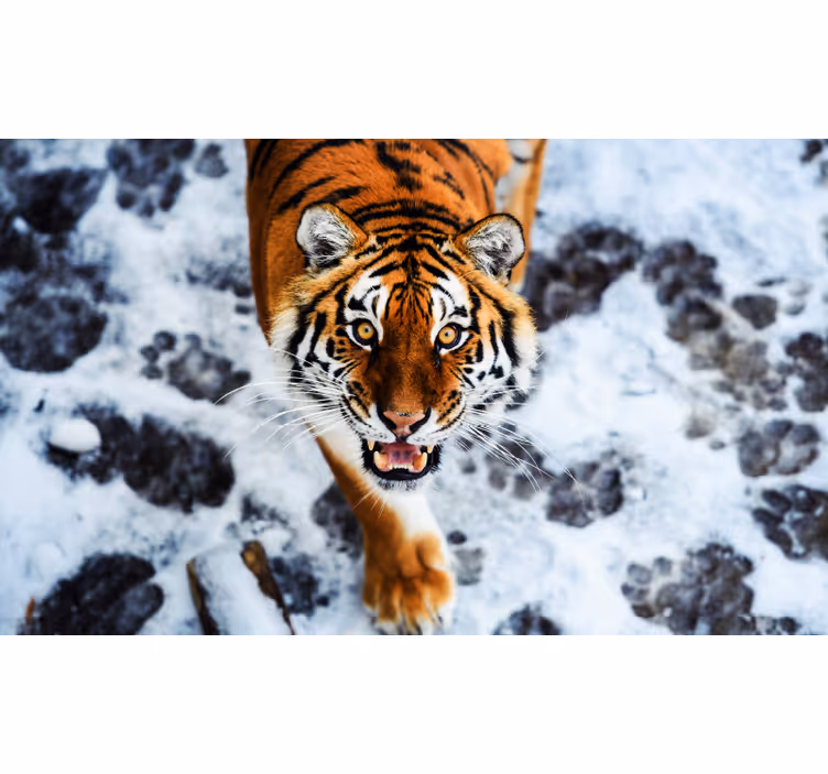 Fierce tiger bedroom blind - TenStickers