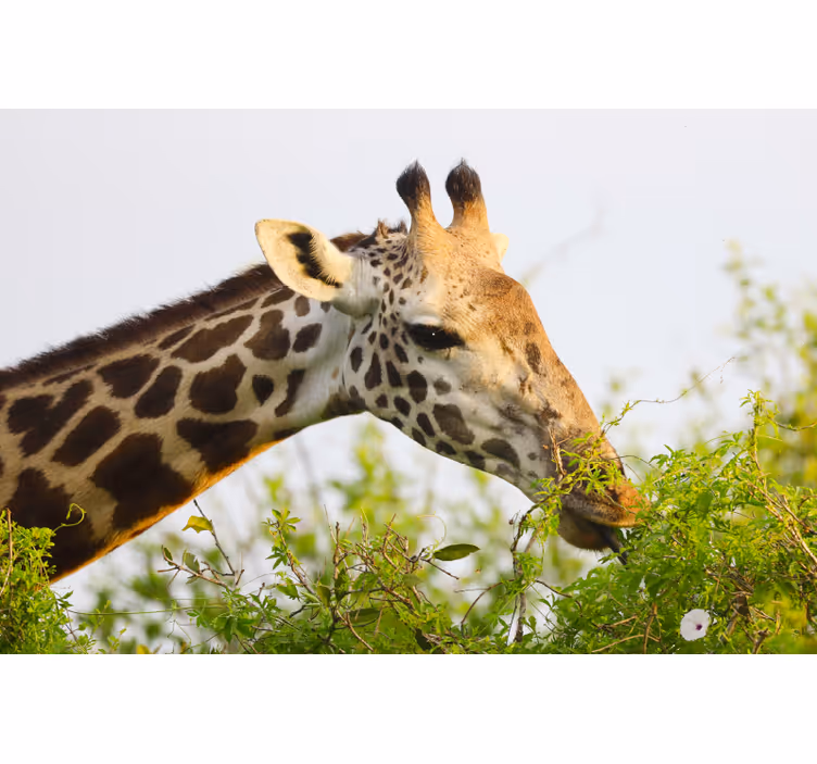 Bedroom blind with tall giraffe design - TenStickers