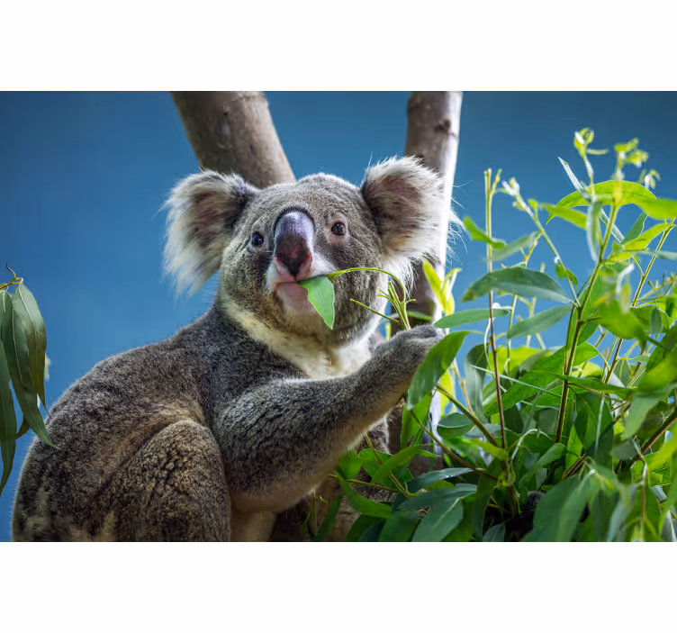 Bedroom blind featuring cute koala bears - TenStickers