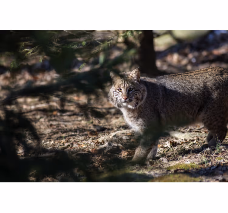 Bedroom blind wild cat print - TenStickers