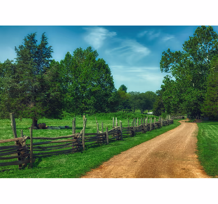 Bedroom blind summer green trees forest path - TenStickers